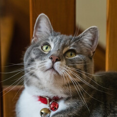 Gray cat with red collar and bell with looking alert and curious.