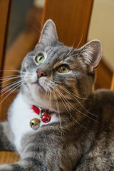 Gray cat with red collar and bell with looking alert and curious.