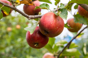 branch of ripe apples on a tree in a garden