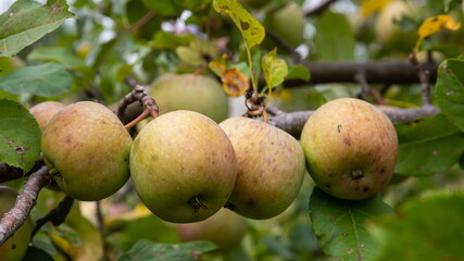 branch of ripe apples on a tree in a garden