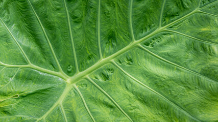 Fresh Green Leaf With Vein Fibers 