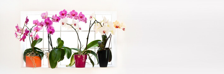 Collection of orchids phalaenopsis on panoramic background with copy space