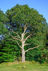Tree on Hayes Common in Hayes, Kent. Sunlight on the interesting old tree in the late afternoon with clear blue sky. Hayes Common is in the Borough of Bromley (Greater London), Kent, UK.