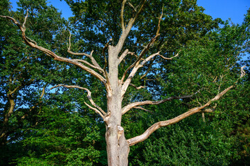 Tree on Hayes Common in Hayes, Kent. Sunlight on the interesting old tree in the late afternoon with clear blue sky. Hayes Common is in the Borough of Bromley (Greater London), Kent, UK.