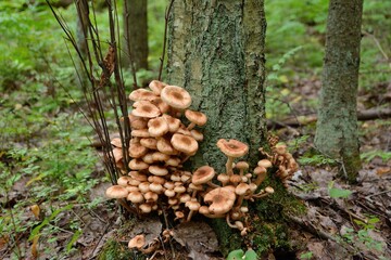 Lower part of the tree trunk is covered with a large number of mushrooms