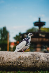 Dove