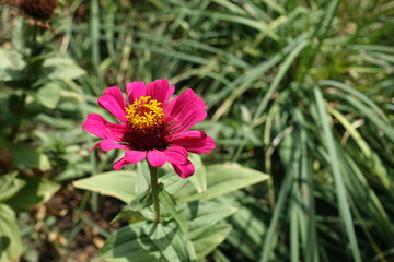 Fototapeta premium Single flower of magenta colored Zinnia elegans in September