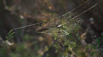 Petite toile d'araignée, tissée entre deux fougères, dans la forêt des Landes de Gascogne