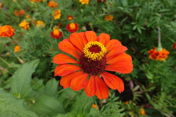 Reddish orange flower head of Zinnia elegans in July