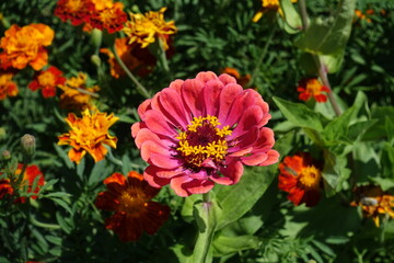 Flower head of Zinnia elegans in shades of pink in August