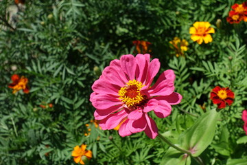 One pink flower head of Zinnia elegans in july