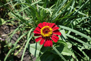 Dark red flower of Zinnia elegans in July