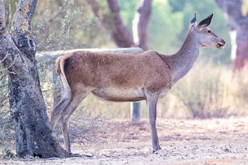 Female wild red deer (Cervus elaphus) in the forest at sunset in autumn