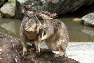 Rock Wallaby Kiss, Happy Valentines Day, Kissing Cousins, Smooching Roos.  Wild Rock Wallabys