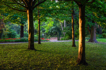 The Knoll, a small park in Hayes, Kent, UK. Trees in The Knoll park with the sun illuminating the tree trunks with the park gate behind. Hayes is in the Borough of Bromley in Greater London.