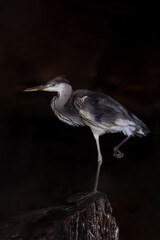 Beautiful great blue heron in zoo enclosure