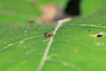 tetramorium immigrans ant macro photo