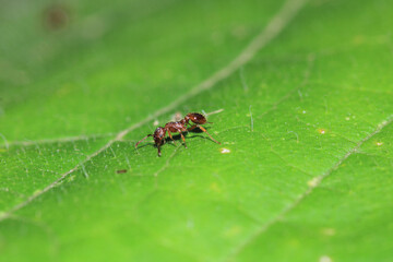 tetramorium immigrans ant macro photo