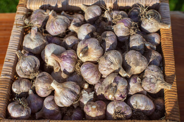 Ripe fresh healthy diet vegetarian food with vitamins. Garlic lies in a basket against a background of bright flowers in the garden. Harvesting season.