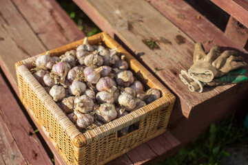 Ripe fresh healthy diet vegetarian food with vitamins. Garlic in a basket lies on the steps of a country house. Harvesting season.
