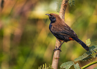 Indian Robin resting on a tree