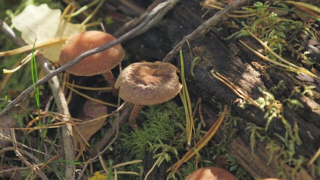 Lots of mushrooms on the tree trunk in Espoo Finland found in the forest on an autumn season.geology shot.4k