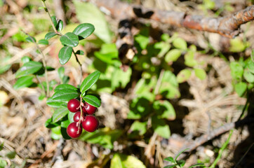 lingonberry berry on a bush in the forest. forest wild berry close up