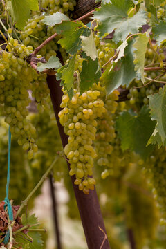 Grape farms on the outskirts of the capital, Sana'a.