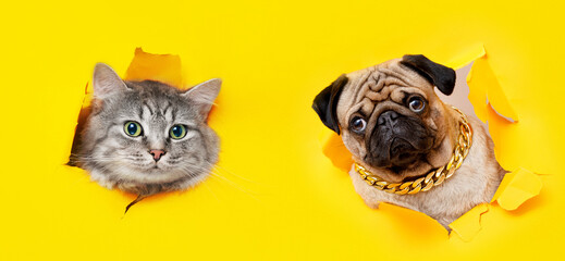 Funny dogs on trendy yellow background. Lovely puppies of pug and Shih tzu breed climbs out of hole...