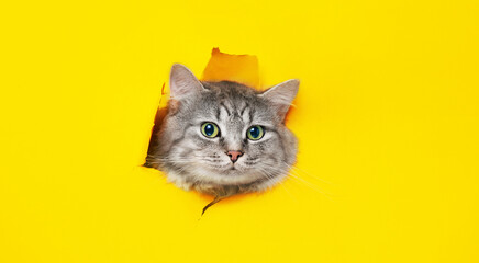 Funny gray tabby cute kitten with beautiful big eyes on bright trendy yellow background. Lovely fluffy cat climbs out of hole in colored background. Free space for text. - Powered by Adobe