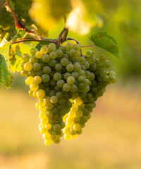 Weinherbst in Österreich mit frischen Trauben von den Weinbergen