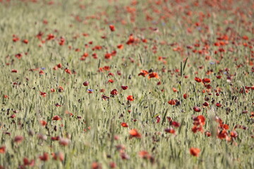 poppy field in summer