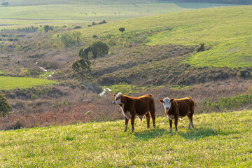 Calves in extensive breeding field in Rio Grande do Sul, Brazil