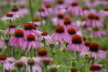 coneflowers in a field