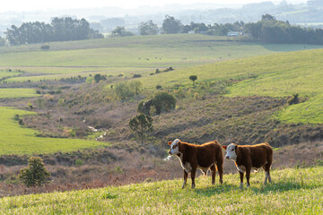 Calves in extensive breeding field in Rio Grande do Sul, Brazil