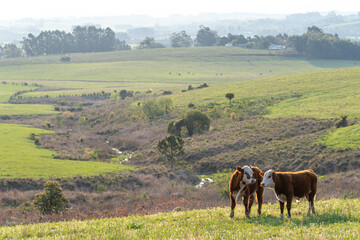 Calves in extensive breeding field in Rio Grande do Sul, Brazil