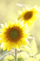 Fototapeta premium sunflower on the field