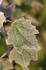 holly oak leaf of a tree