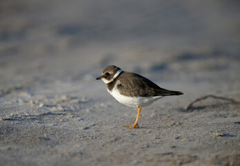 Young and adult common ringed plover or ringed plover (Charadrius hiaticula) in winter plumage, close-up shot on the lake shore in soft morning light