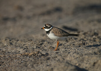 Young and adult common ringed plover or ringed plover (Charadrius hiaticula) in winter plumage, close-up shot on the lake shore in soft morning light