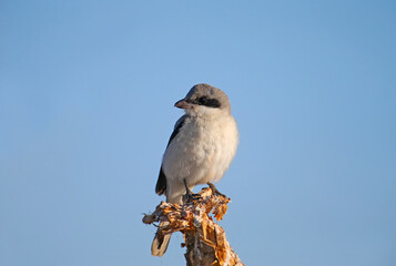 A young lesser gray shrike (Lanius minor) sits on a dry branch of a plant against a bright blue sky. Close-up detailed photo of a bird