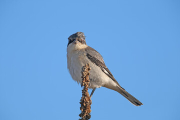 A young lesser gray shrike (Lanius minor) sits on a dry branch of a plant against a bright blue sky. Close-up detailed photo of a bird