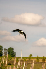 eagle in flight