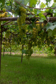 Grape farms on the outskirts of the capital, Sana'a.