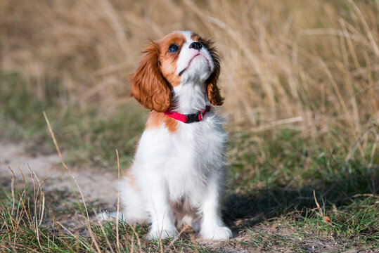 Education d'un chiot