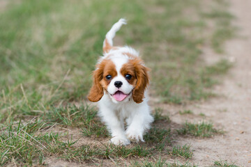 Adorable chiot Cavalier King Charles