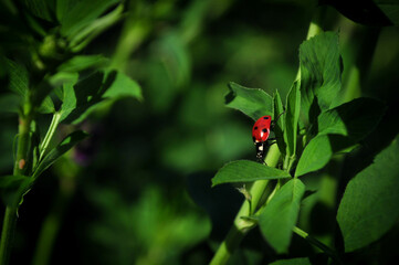 coccinelle sur sa branche
