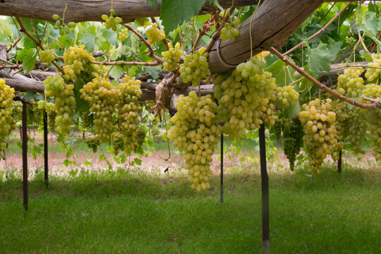 Grape farms on the outskirts of the capital, Sana'a.
