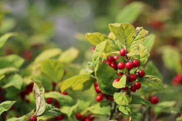 真っ赤な実のついたウメモドキ