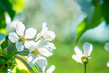 cherry blossom tree, many flowers, spring background. High quality photo